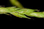 White edge sedge